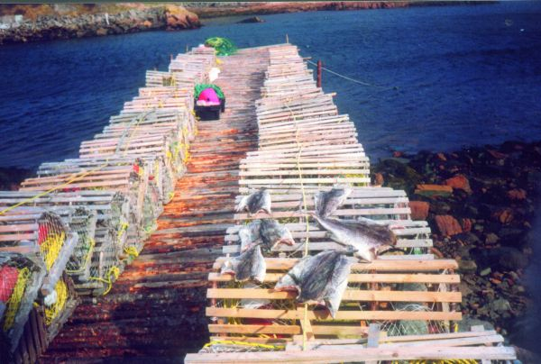 501: Red Island. Lobster pots on Leonard Mulrooney's wharf. (circa 2000) [courtesy of Madonna (Bishop) Mulrooney]